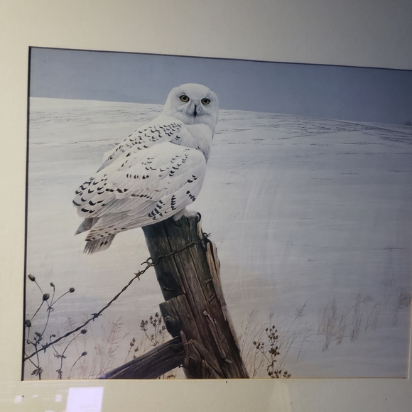 Owl print - Picture 2 of 2